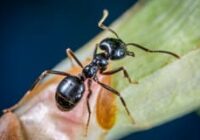 Звуки муравьёв