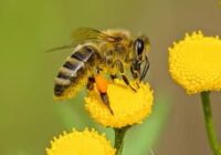 Звук жужжания пчелы