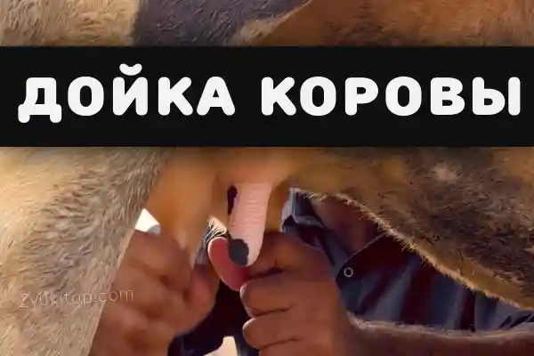 Звук доения коровы