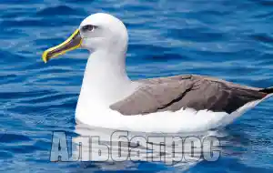 Голос альбатроса