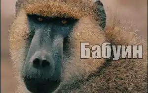 Голос бабуина