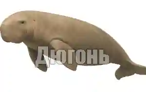 Голос дюгоня