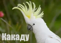 Голос какаду