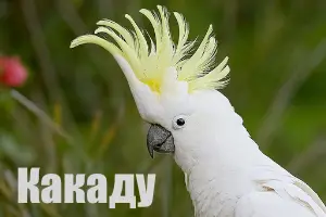 Голос какаду