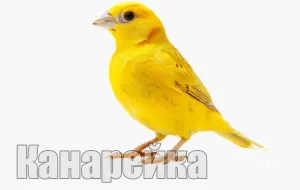 Пение канарейки слушать