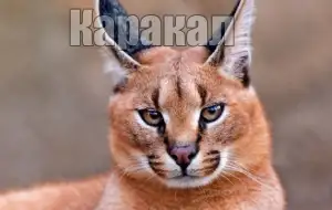 Голос каракала