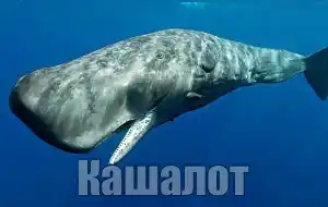 Голос кашалота