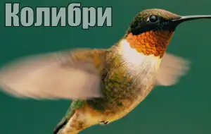 Колибри голос
