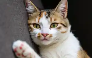 Мяуканье кошки
