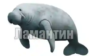 Голос ламантина
