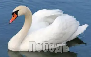 Голос лебедя