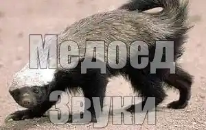 Голос медоеда