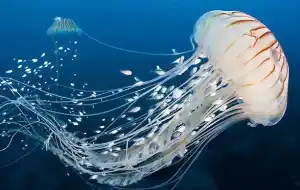 Медузы в море
