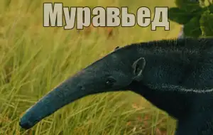 Голос муравьеда