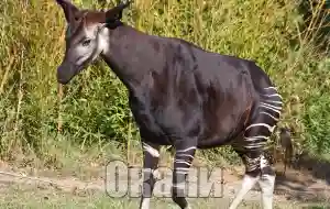 Голос окапи
