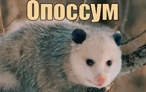 Голос опоссума