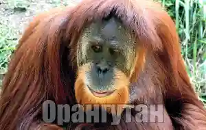 Голос орангутана