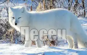 Голос песца