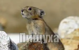 Голос пищухи