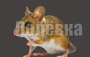 Писк полёвки