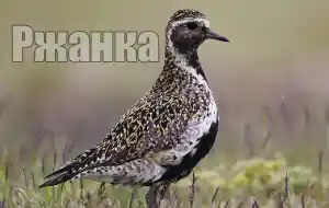 Голос ржанки