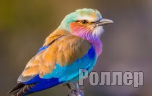 Голос сизоворонки (роллера)