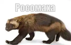 Голос росомахи