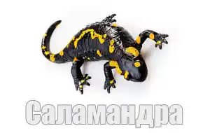 Голос саламандры
