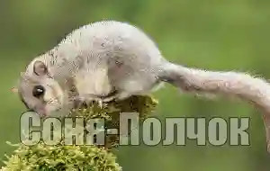 Голос сони-полчка
