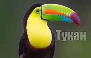 Голос тукана