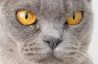 Звуки шипения кошки