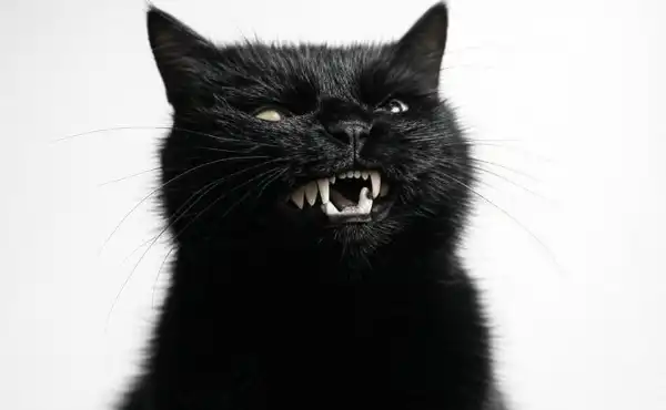 звук злого кота